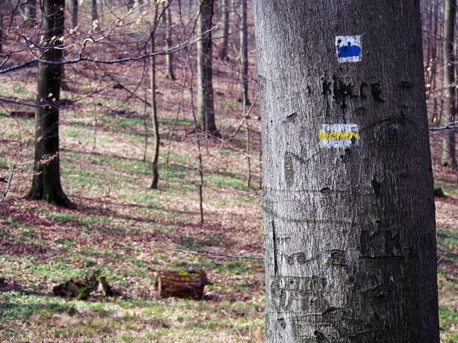 Duża Ścieżka Świętej Jadwigi jest oznaczona niebieskim znakiem, widocznym na drzewie