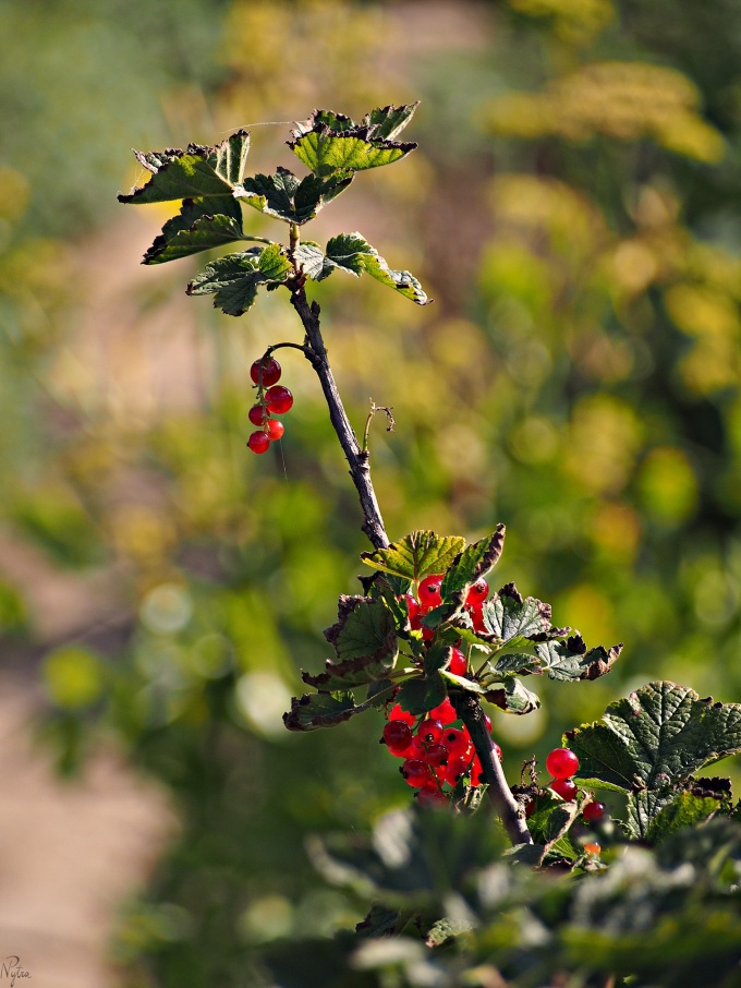 Porzeczka czerwona (Ribes rubrum L.)