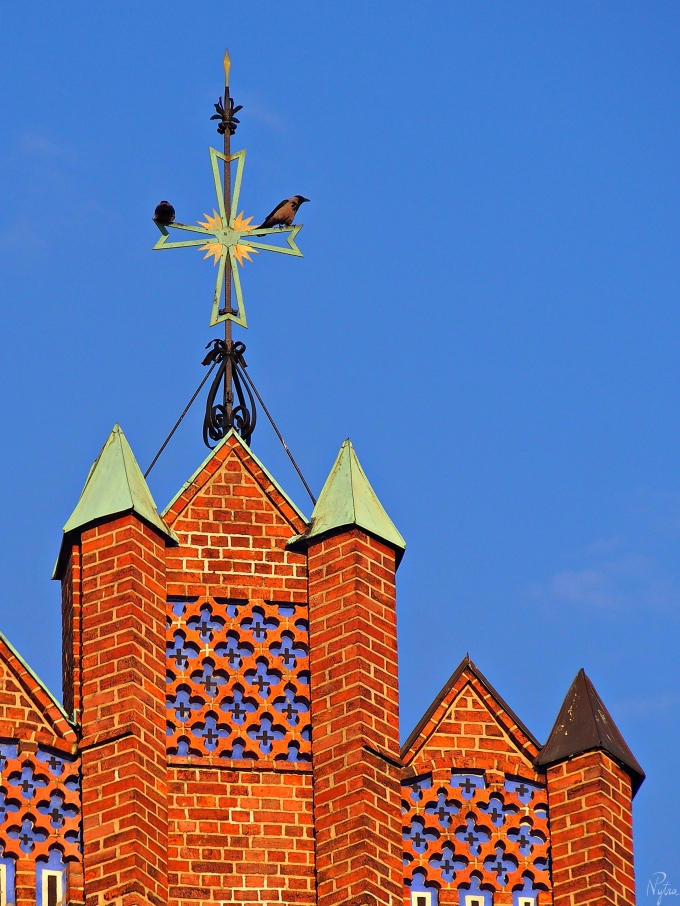 Dwie wrony siwe (Corvus corone) na krzyżu kościoła parafialnego pw. Bożego Ciała