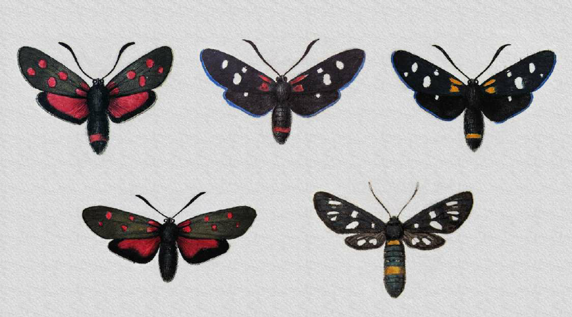 figure-4-burnet-moth-mimicry-the-top-row-depicts-mimetic-forms-red-peucedanoid